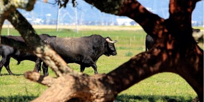 OE 2021: PAN quer retirar denominação de origem protegida à carne de touro bravo e proibir o seu consumo