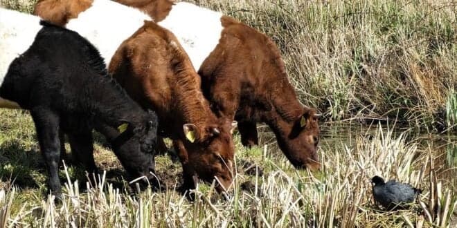 Precipitação favorece renovação dos prados e pastagens mas biomassa disponível é insuficiente para alimentar animais