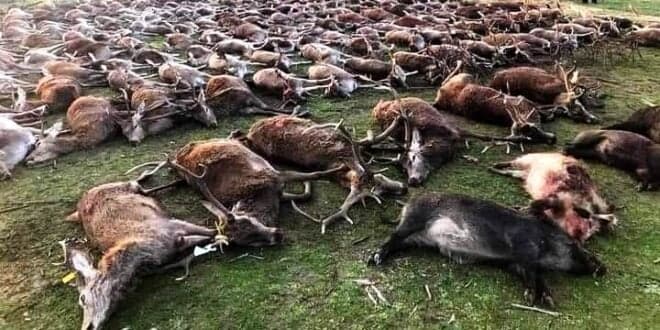 Governo participa ao Ministério Público crime contra a preservação da fauna na Azambuja. Licença da Zona de Caça de Torre Bela suspensa