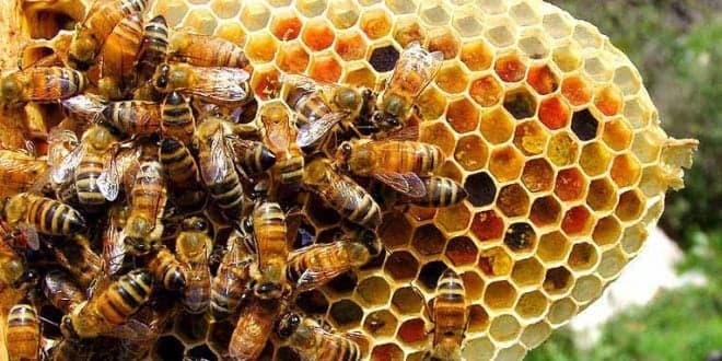 Manual de Boas Práticas na Produção de Cera de Abelha. Leia aqui