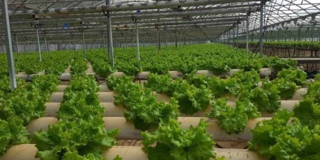 Valor acrescentado bruto agrícola cai 8,7% em 2020. Subsídios pagos registam 2º valor mais elevado desde 2000