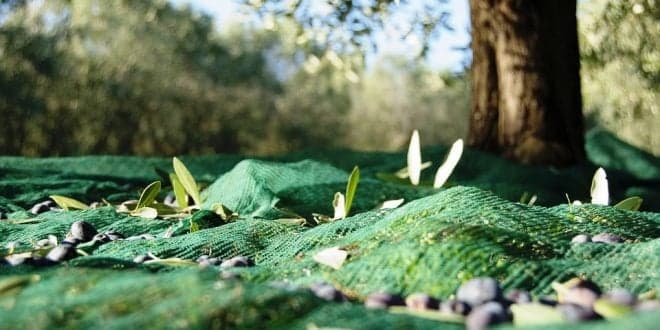 Qual o momento óptimo para a colheita da azeitona? Saiba tudo na Cooperativa Agrícola dos Olivicultores de Estremoz