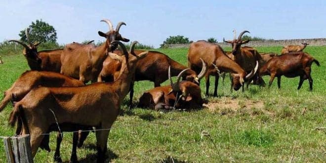 Declaração de Existências de Ovinos e Caprinos tem de ser feita até 31 de Janeiro 2021