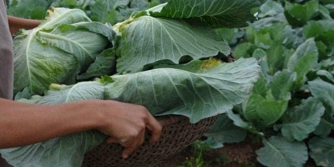 CNA faz debate online sobre concretização do Estatuto da Agricultura Familiar