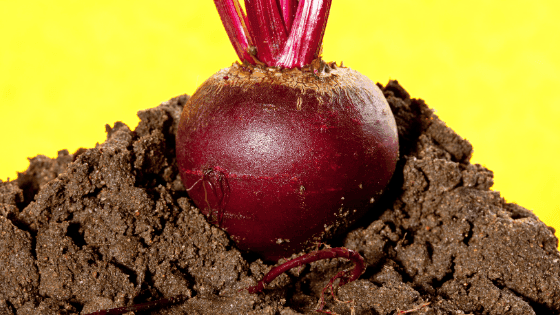 8ª Semana Hortícola do Oeste realiza-se em formato digital com webinares gratuitos