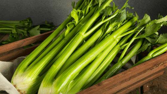 Como cultivar aipo: tudo o que deve saber para começar