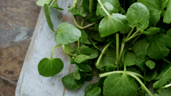 Como cultivar agrião-de-rio e de terra: conheça os truques básicos