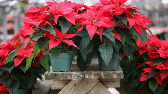 Principais cuidados a ter com a Poinsettia: como sobreviver pós-Natal