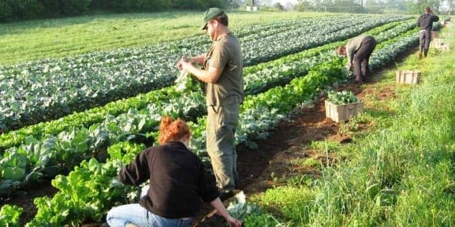 CNA: Recenseamento Agrícola 2019 confirma penalização da Agricultura Familiar
