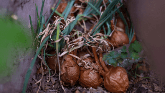 Saiba como tratar algumas doenças comuns nos hortícolas