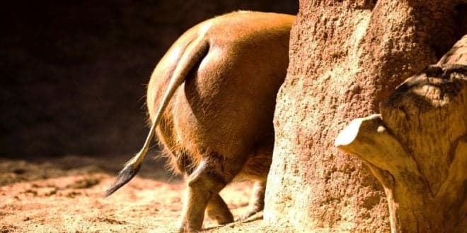 Associação de Proprietários Rurais contra “intenção de acabar com os cercados de caça maior”
