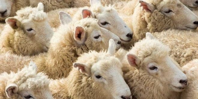 DGAV explica procedimentos para o Registo de Detenção Caseira de animais