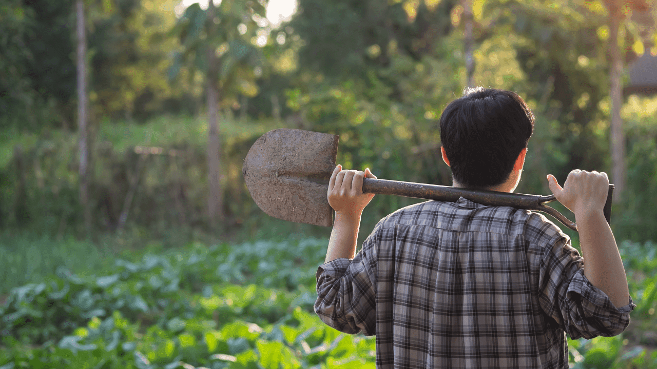 Agricultura sintrópica: o básico que deve saber
