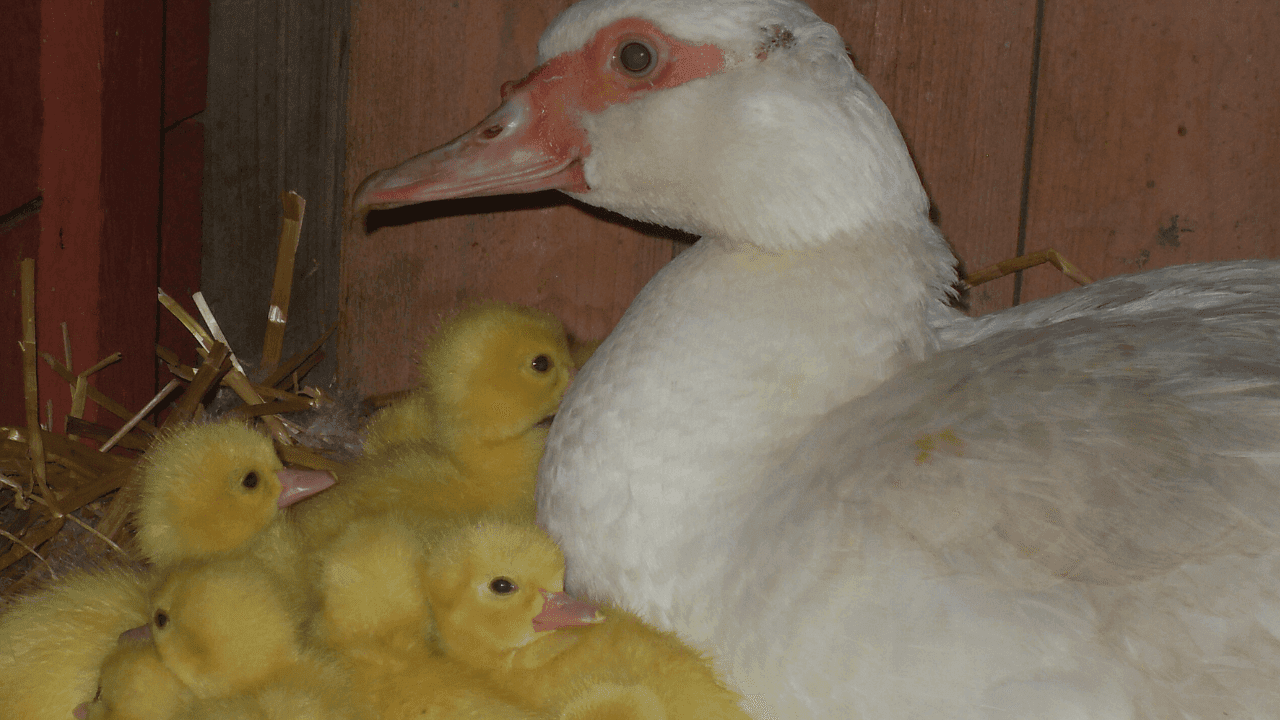 Como criar patos: tudo o que deve saber para uma criação caseira