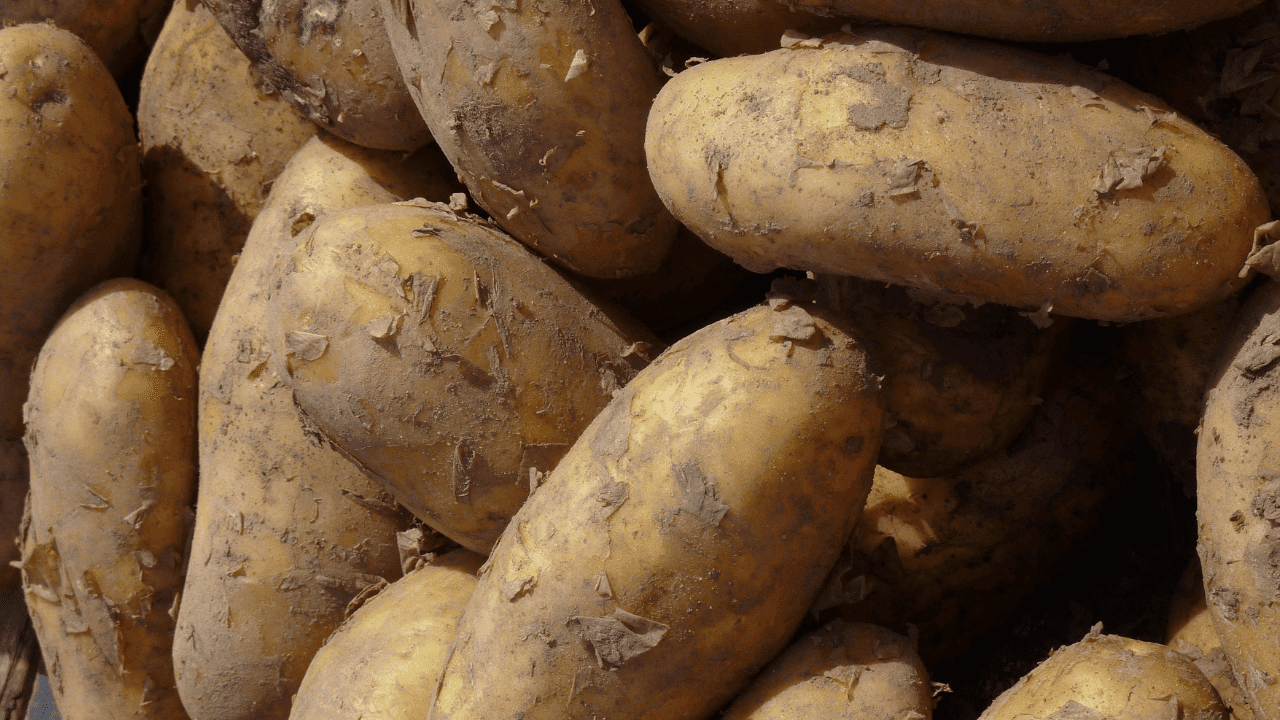Como prevenir o aparecimento do alfinete/bicha amarela na batata