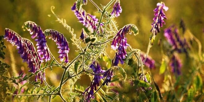 Baixas temperaturas limitam desenvolvimento de pastagens e forragens
