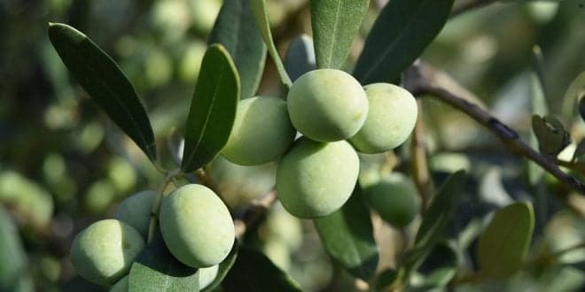 Previsões INE. Produção de azeitona para azeite diminui 25%. Mas é a sexta campanha mais produtiva dos últimos 80 anos