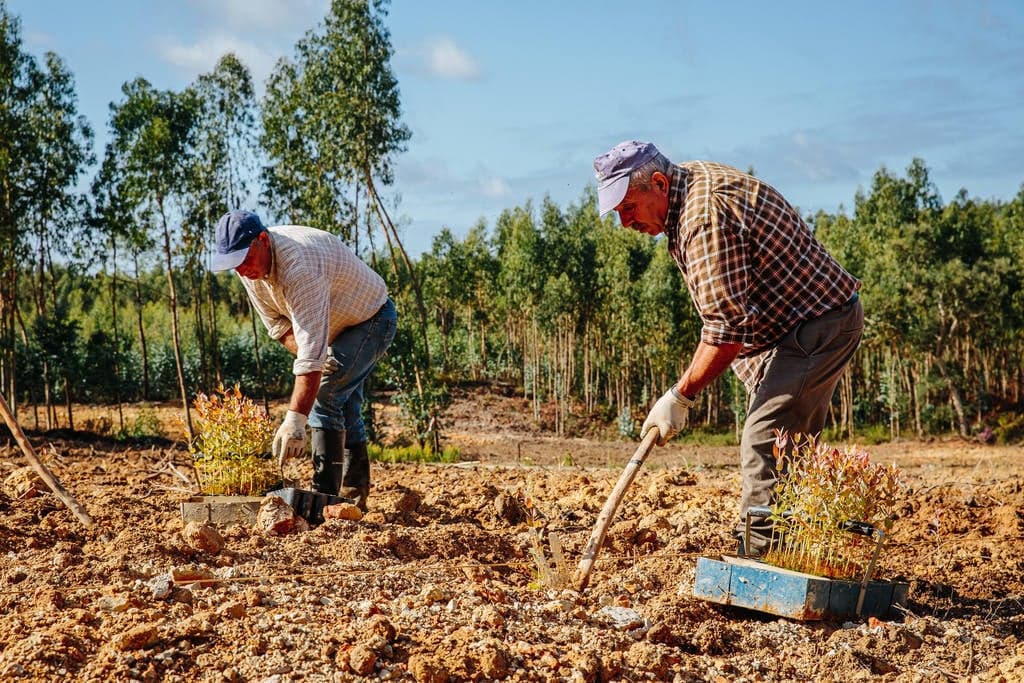 Conheça exemplos de boas práticas na plantação de um eucaliptal