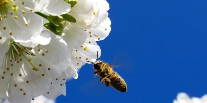 Comissão Europeia lança parque de polinizadores virtual em defesa da biodiversidade