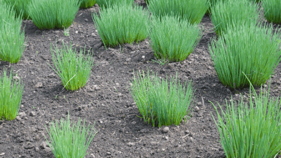 Como cultivar cebolinho: tudo o que deve saber para o cultivo desta aromática