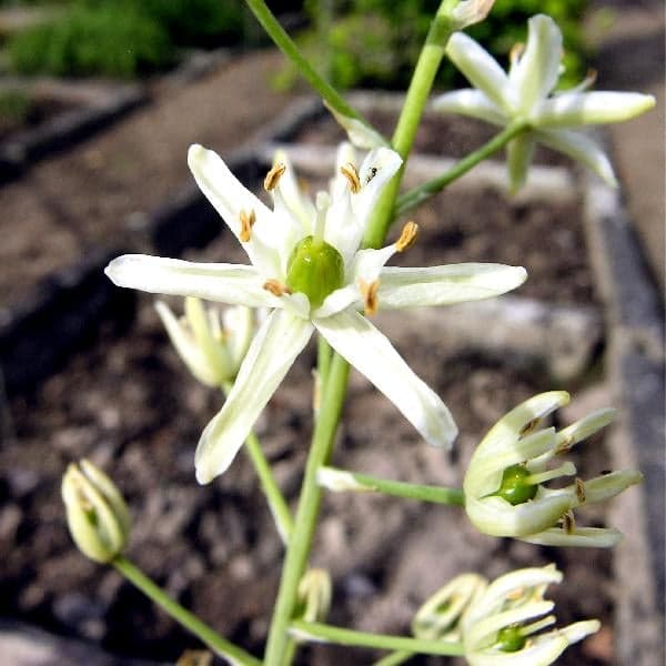 Redescobertas 17 espécies europeias de plantas antes consideradas extintas