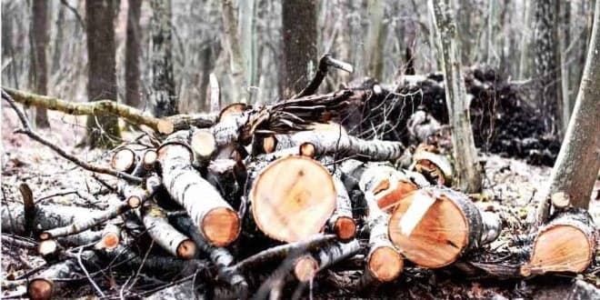 Proprietários vão poder limpar terrenos florestais até 15 de Maio