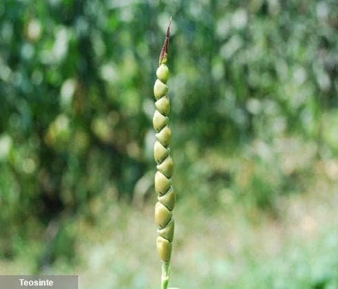 Webinar Syngenta - da origem do milho, há 6.000 anos, ao desafio atual do controlo das infestantes