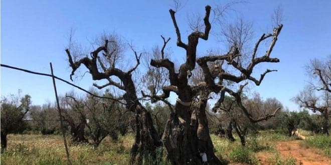 Xylella fastidiosa. DGAV actualiza Plano de Contingência da maior praga do olival