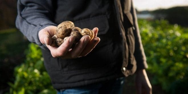 Pedido Único 2021. Candidaturas até 15 de Maio. Saiba tudo sobre o apoio à agricultura biológica