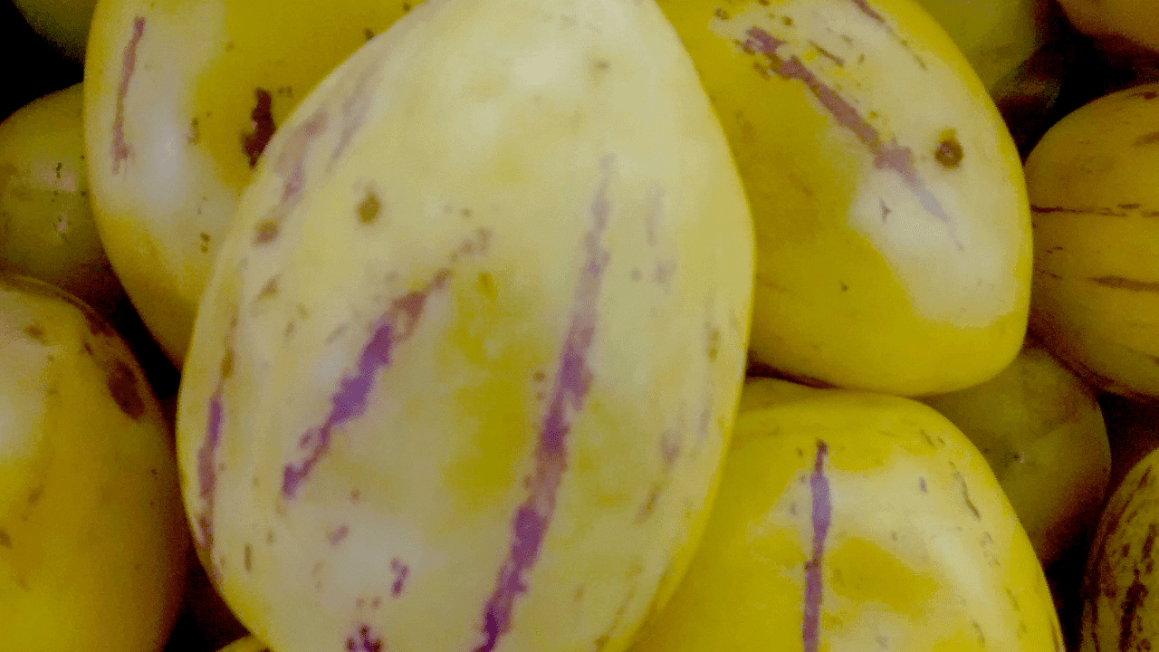 Pera-melão: dicas de cultivo básico para quem quer cultivar este fruto