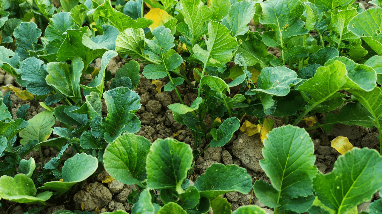 Tudo o que deve saber sobre a aplicação de matéria orgânica em hortas e pomares
