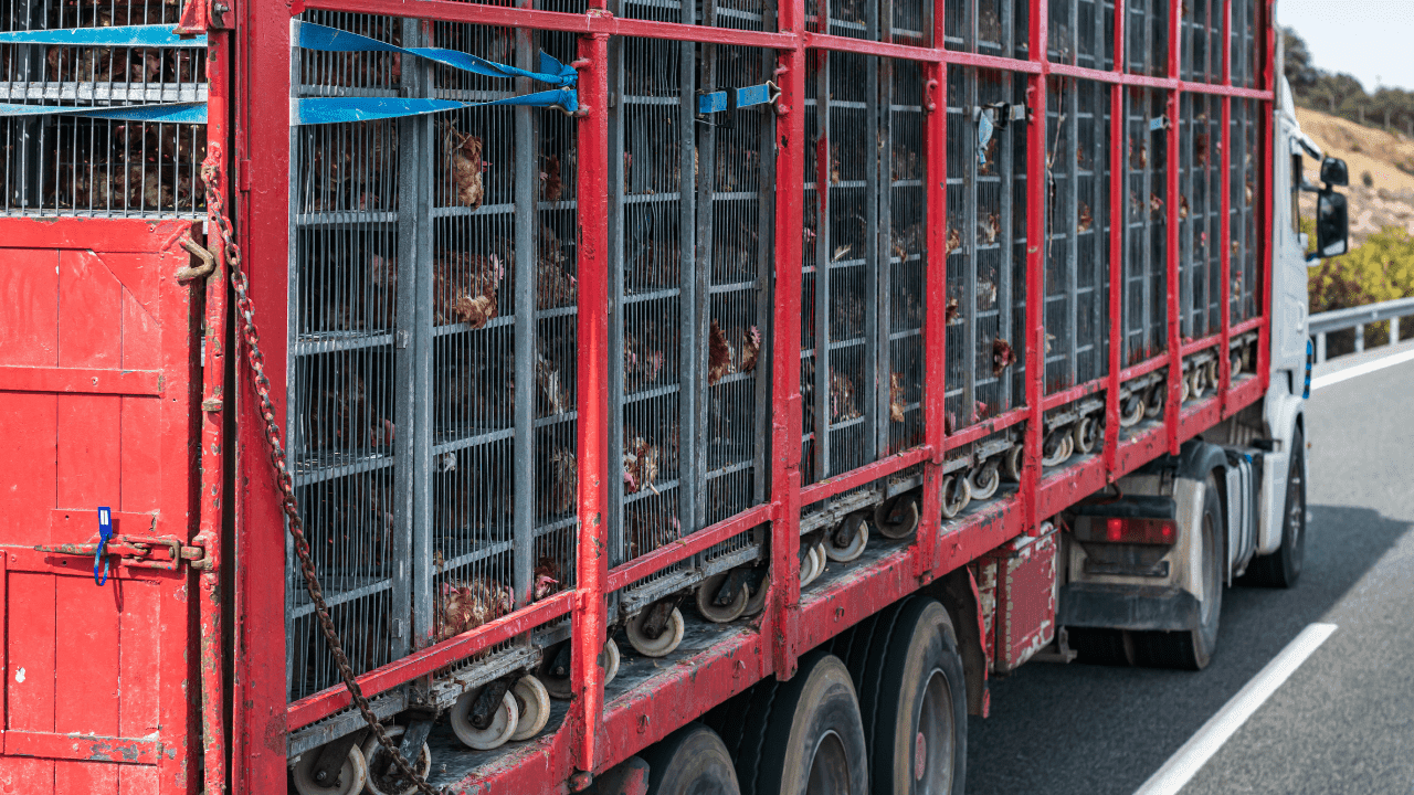 PAN quer ouvir Ministra da Agricultura sobre transporte de animais vivos