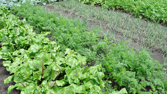 Cultivo de hortícolas no Inverno em Portugal: dicas essenciais para garantir uma boa colheita