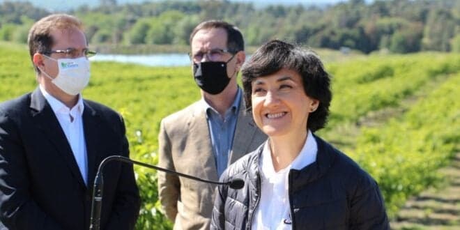 PDR 2020 tem 17,5 M€ para instalação de redes anti-granizo. Agricultores têm 60 dias para apresentarem candidaturas