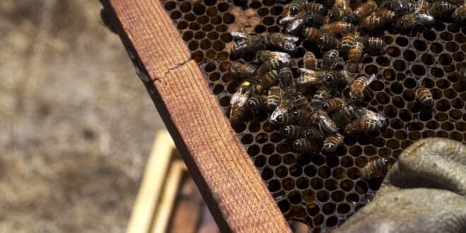 Pedido Único 2021. Candidaturas até 15 de Maio. Saiba tudo sobre o apoio agroambiental à apicultura