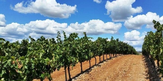 Estação de Avisos Agrícolas do Douro aconselha viticultores a efectuarem tratamento anti-míldio