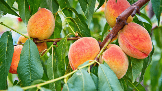 Conheça os fatores que podem estimular o crescimento/vingamento dos frutos