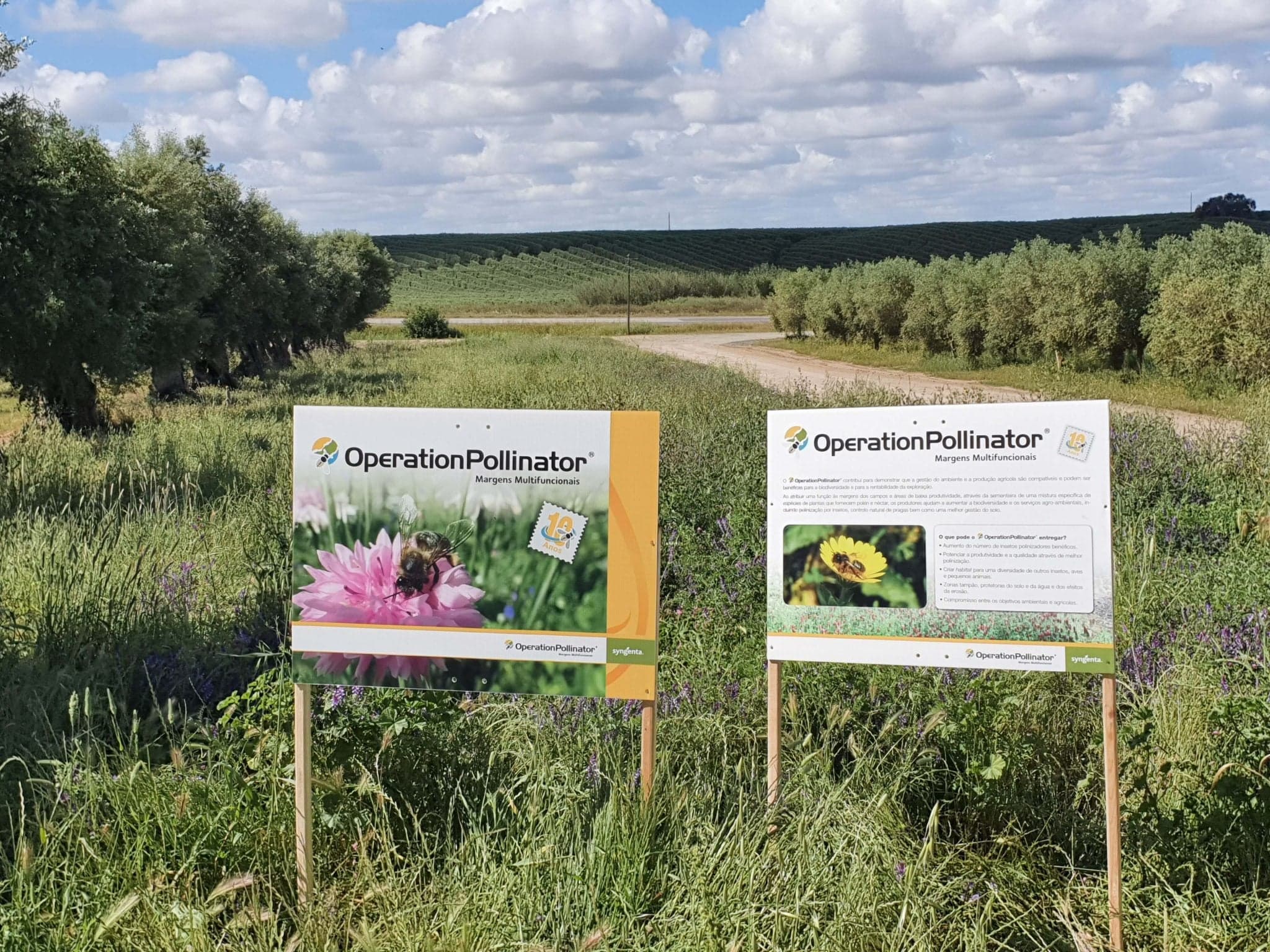 Programa Operation Pollinator aumenta biodiversidade nos olivais da Nutrifarms