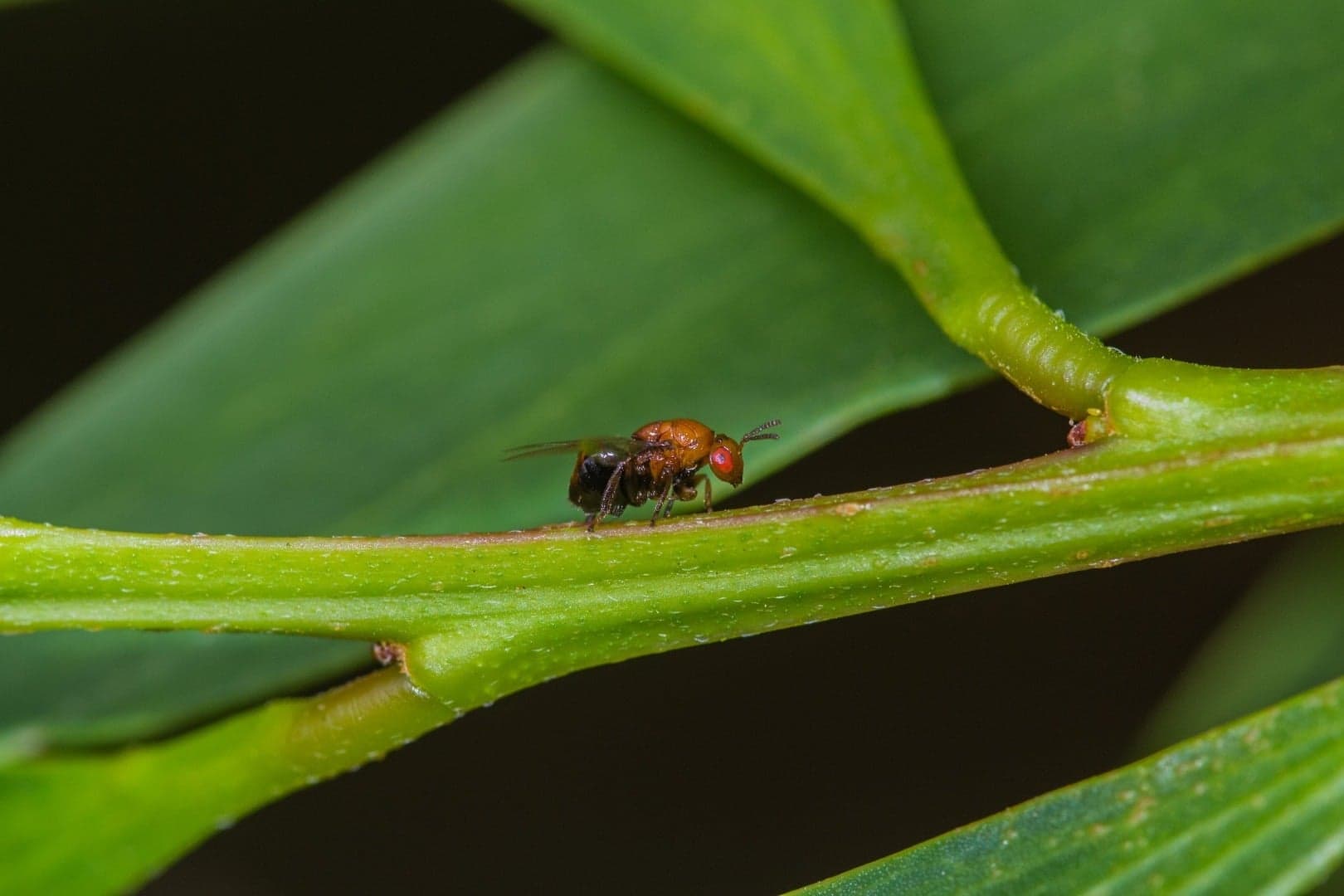 Inseto da Austrália reduz significativamente o potencial invasor da acácia-de-espigas em Portugal