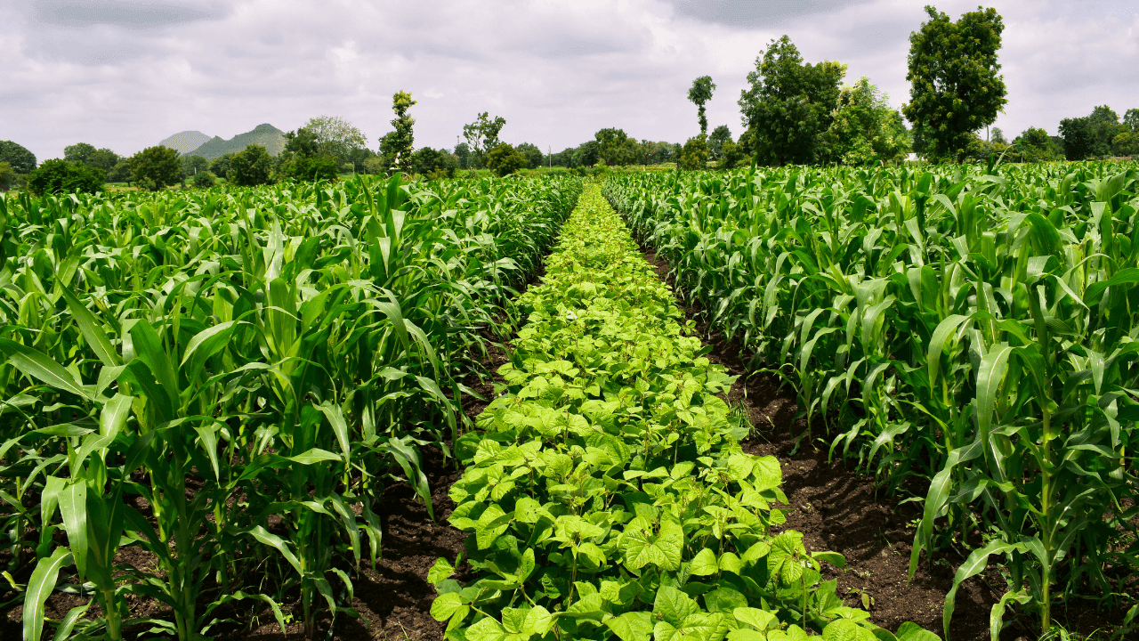 Conheça 5 práticas agrícolas sustentáveis para que as suas culturas sejam mais rentáveis
