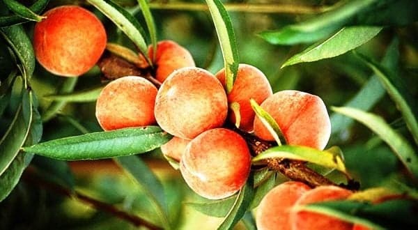 Manual de Boas Práticas de Fruticultura no pessegueiro. Leia aqui