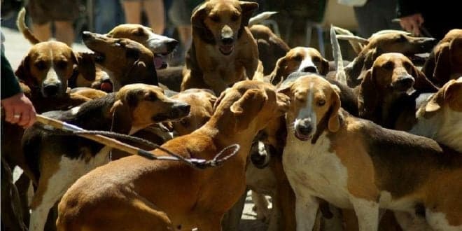 Proposta de Lei da Caça do PAN. Cães só com trela e num máximo de 5. Carta de caçador só depois de 1 ano de formação