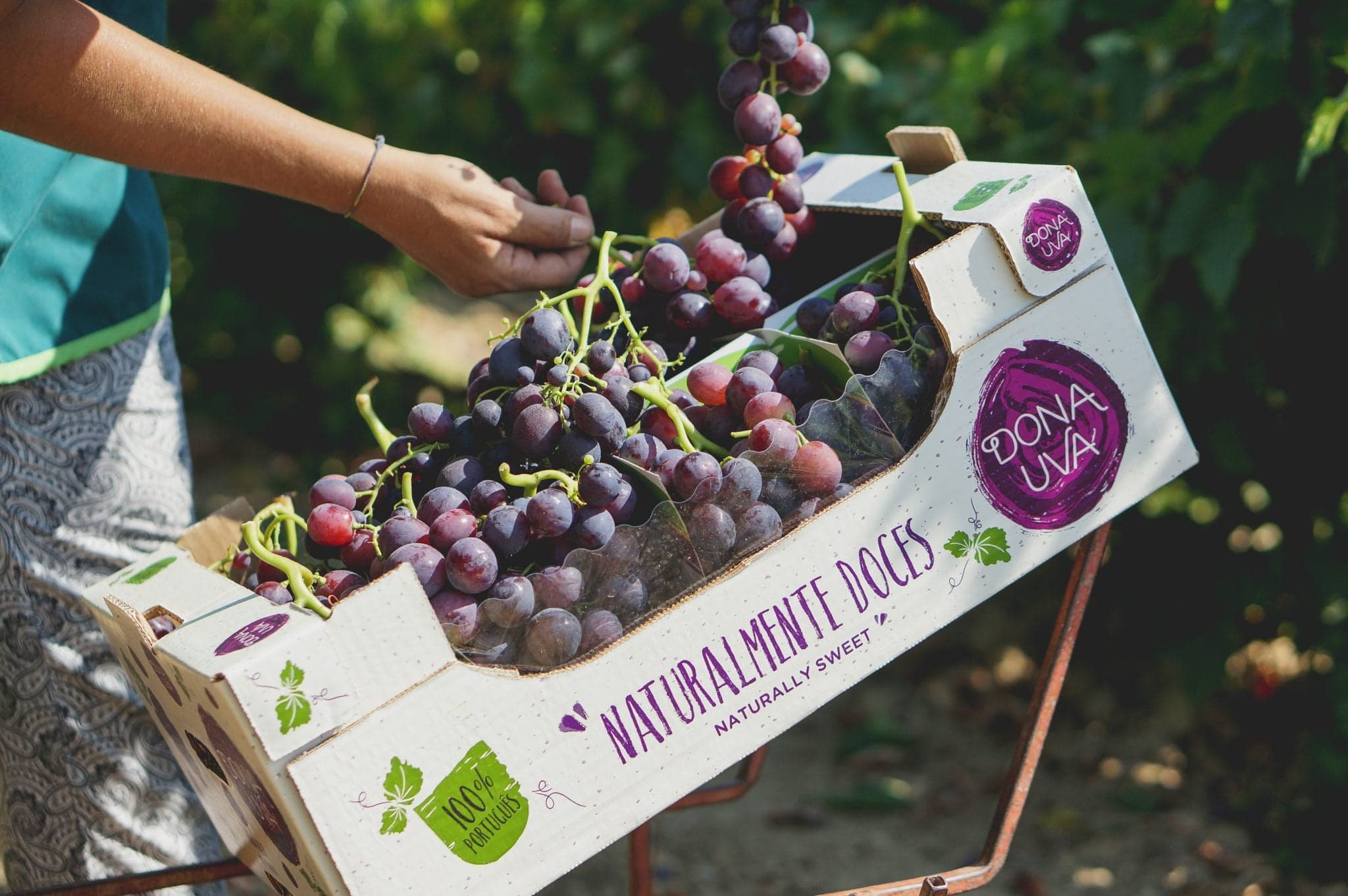 Uvas Dona Uva crescem ao ar livre e de forma tradicional