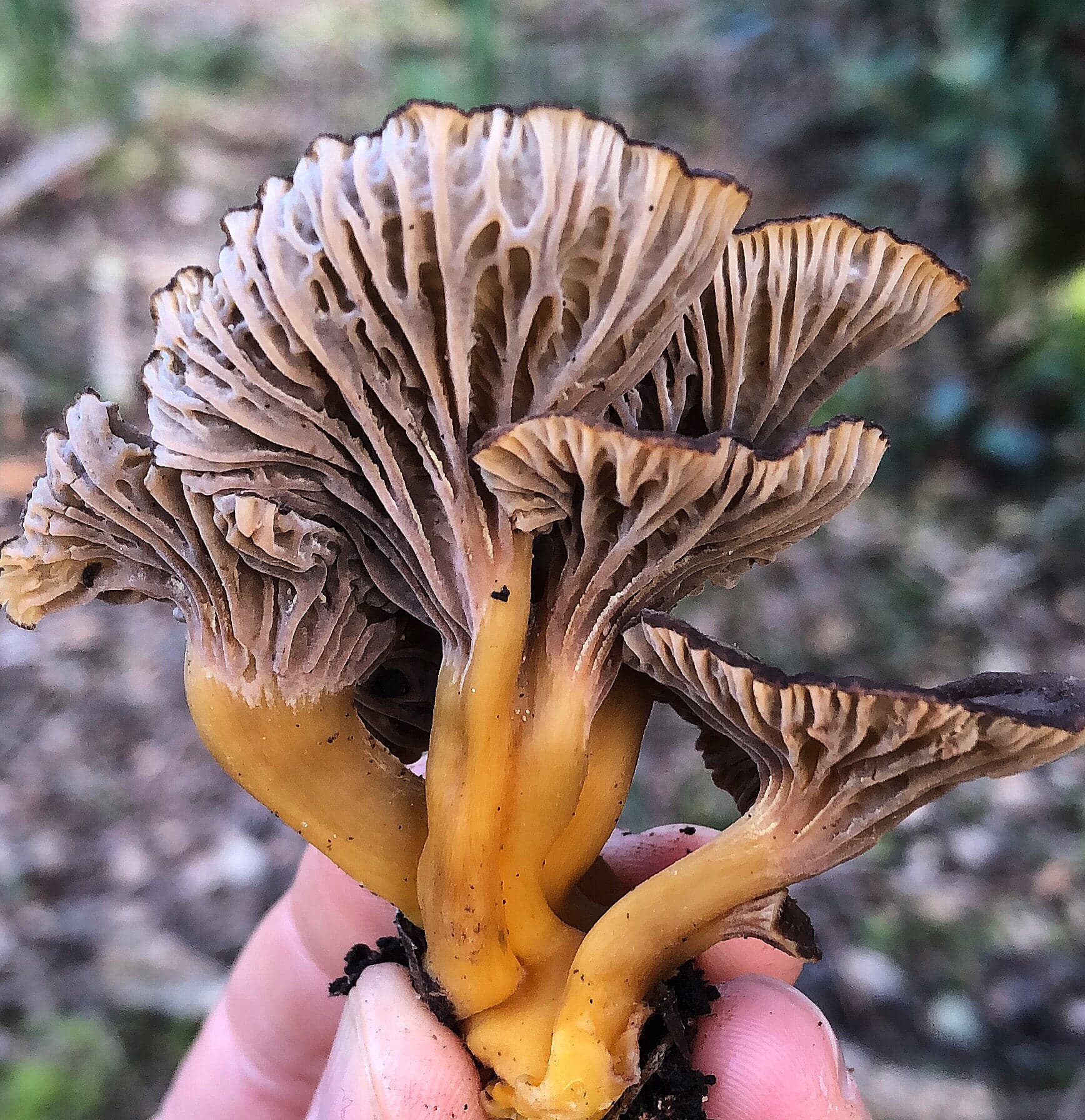 Cientistas defendem a inclusão de todos os fungos nas metas globais para a conservação da biodiversidade
