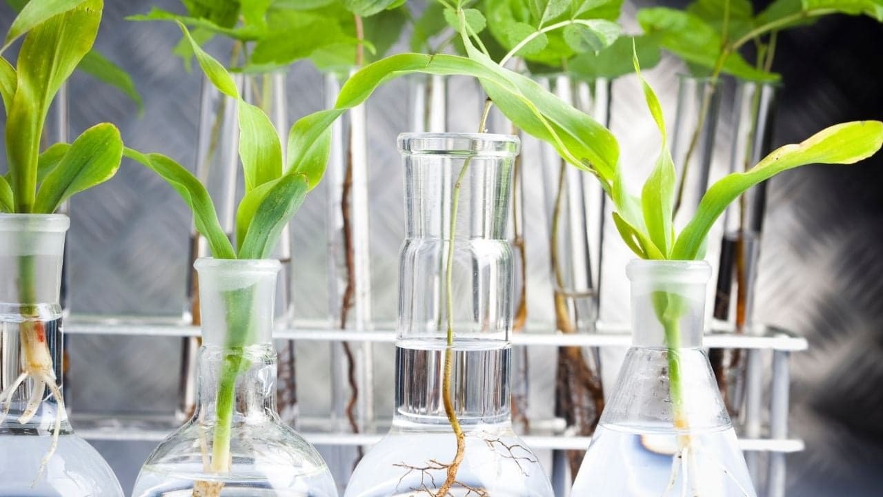 ALUMNI da Escola Superior de Biotecnologia da Universidade Católica e AMYRIS lançam prémio Internacional de Inovação em Biotecnologia