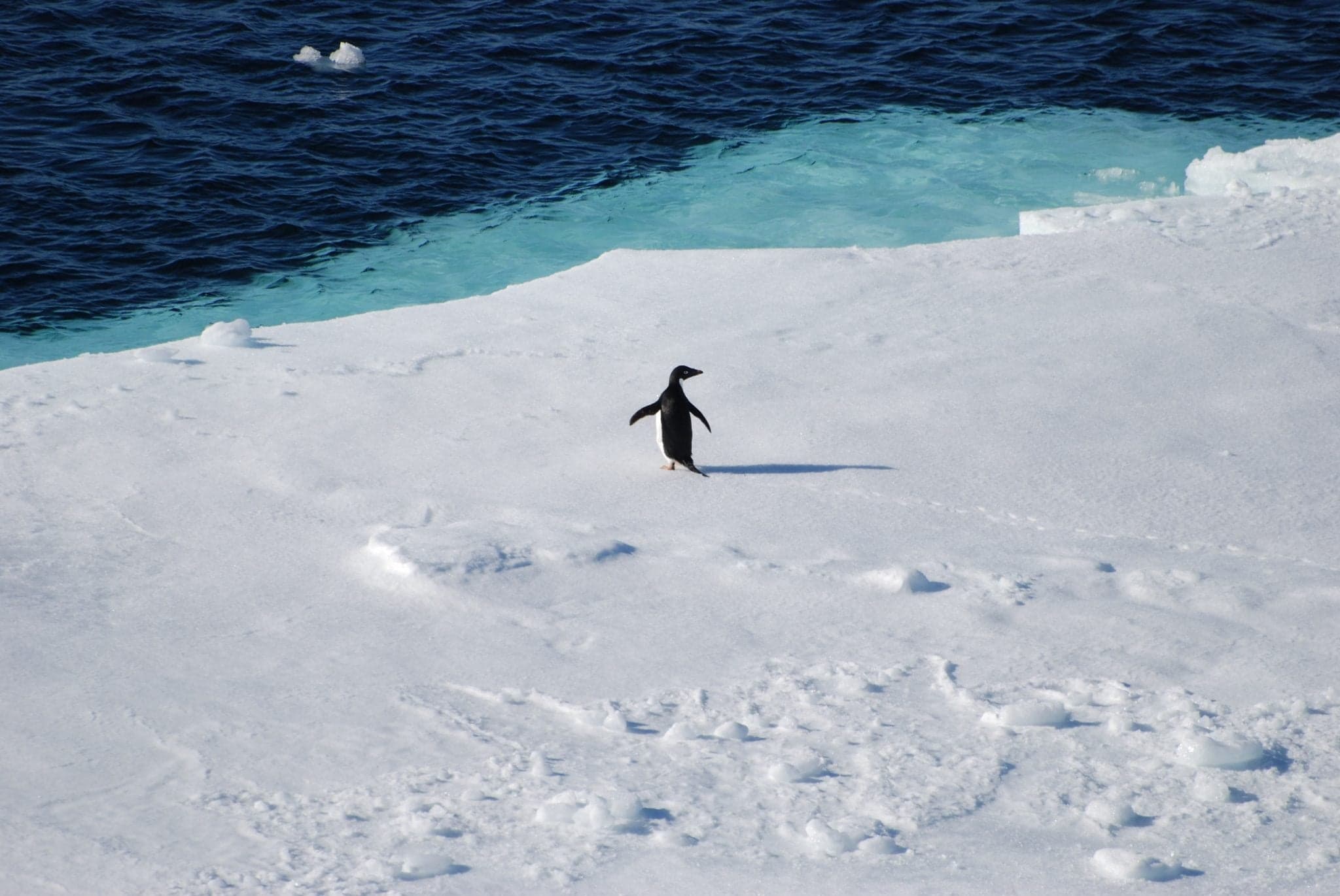 Estudo revela a presença de microplásticos em pinguins da Antártida há mais de 15 anos