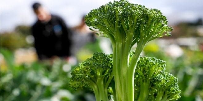 Portugal com 5,3% da superfície agrícola em produção biológica em 2019. Meta da UE para 2030 é de 25%
