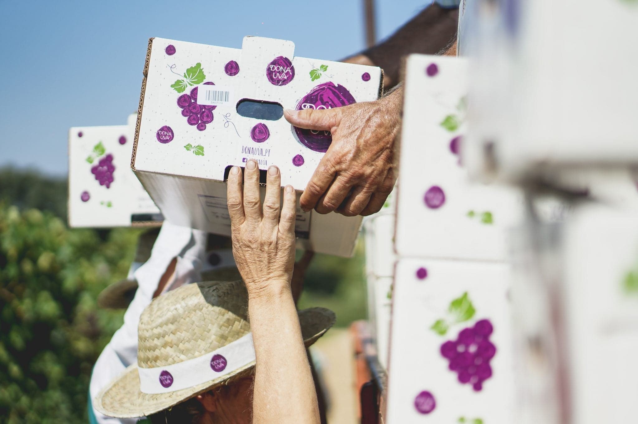 Comunicado - Frutalmente aposta na uva sem grainha e triplica área de produção