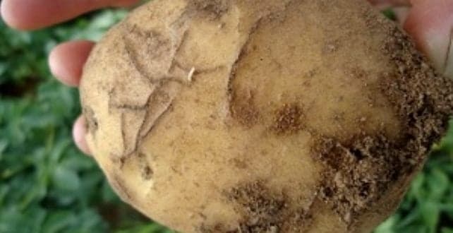 Produtor de batata? Epitrix da batateira. O que é esta praga? Como prevenir e controlar? Não perca a sua cultura