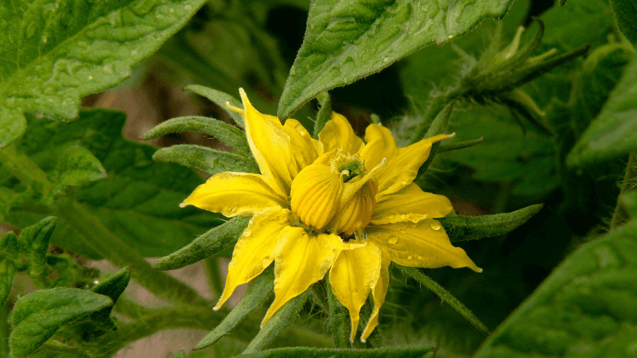 Conheça os principais fatores que influenciam a indução e diferenciação floral das culturas agrícolas